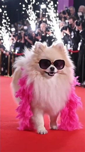 the dog became a hero #usa #video #shorts #viral #dog