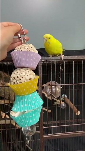 DIY budgie toy!