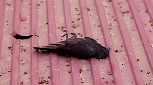 clip-1111231069-dead-bird-lies-on-roof-paws-up