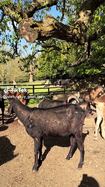 Goats annoy each other in large field