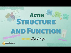 Actin - Structure and Function | Cell Proteins and Cell Filaments