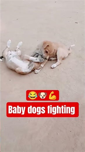 baby dogs fighting 😂🐶💪 #viral #cutebaby #funny #shortvideo #shorts