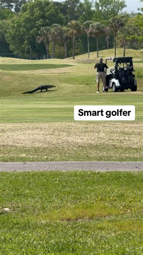 23K views · 3 comments | A brave or unwise golfer? Hilton head, SC // golf // golfer // golf trip // Hilton head golf #hiltonhead #golf #golftrip | Hilton Head Livin | Facebook