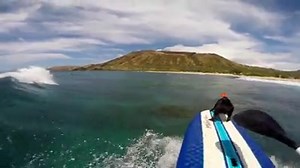 19K reactions · 4.1K shares | Video of the Day! Meet Kama, the surfing pig. Watch the full edit here: https://gopro.com/channel/top-picks/surfing-pig | GoPro | Facebook