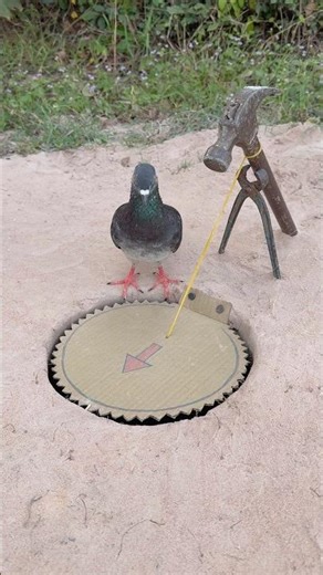 Amazing DIY Pigeon Trap Using Paper #shorts
