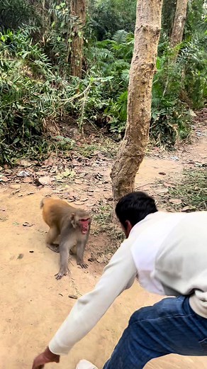Funny Monkey Reactions That Will Make You Laugh