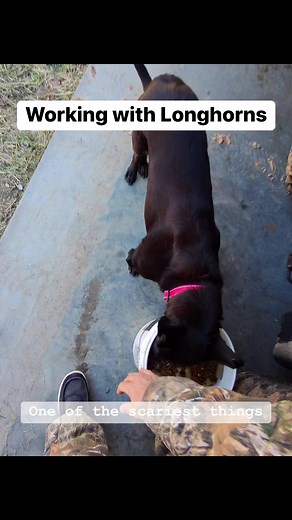 One of the scariest chores around the ranch | Longhorn Lester's