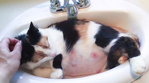 70K views · 5.8K reactions | Skye, our feral cat who became our sink...