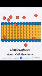 1K reactions · 169 shares | Simple Diffusion Across Cell Membrane #studyclick #studyclickindia #biologynotes #biologystudents #instagramreelsinindia #Biology #biologymcq #biologymcqs #zoology #botany #bioquiz #viralpost #neet #ncert #pgtbiology #neetbiology #ncertbiology | StudyClick | Facebook