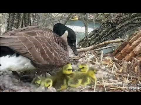 Decorah Goose Cam—Gosling leap of faith! (4/26/23)