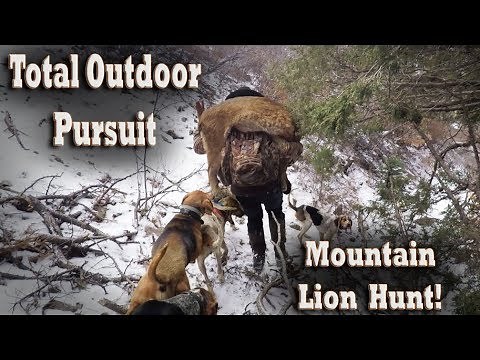 Mountain Lion Hunt with Hounds in New Mexico Mountains! Dog Hunting