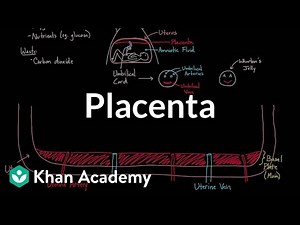 Meet the placenta! Video Lecture | Biology for MCAT