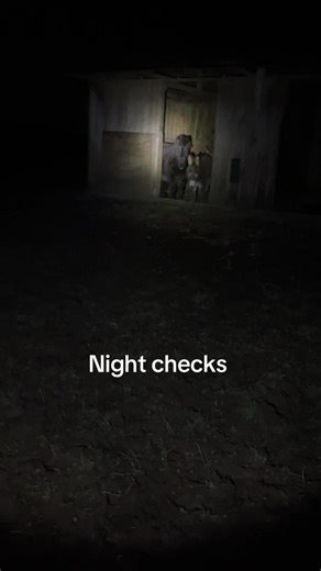 Night Checks at Willow Lane Alpacas Farm