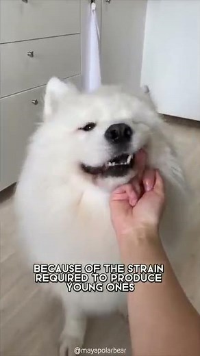 Samoyed 🐶 The Most Expensive Dog Breed In The World #shorts #samoyed #expensivedog