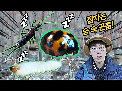 How do mountain insects survive the winter? Ladybugs and earwigs! Winter collecting tips! _ Dr. Egg