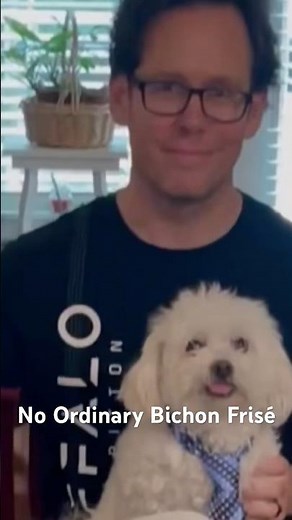 Watch Full Video: Buddy’s NO Ordinary Bichon Frisé