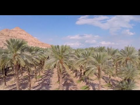 2,000 year-old seed brought back to life