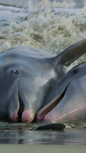 These bottlenose dolphins take dinnertime very seriously 👀 #AnimalsOfTikTok #Dolphins #AmericaTheBeautifulSeries