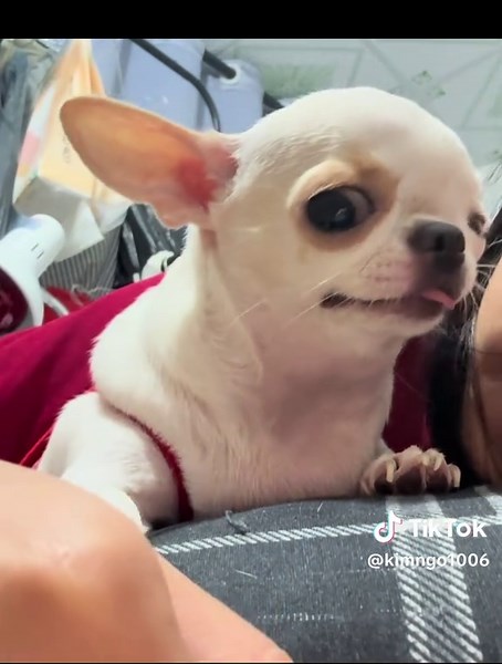 Thay đổi liên tục #chihuahuamini #chihuahua #xh #xhhhhhhhhhhhhhhhhhhhhhhh