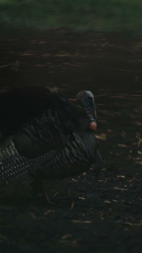 THE MARCH TO THE DECOYS #BEEREAL #SHORTS #TURKEY #HUNTING