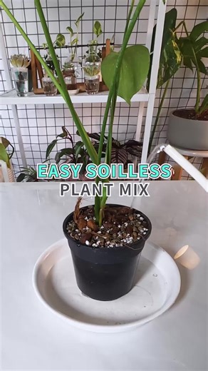 Stop buying expensive potting soil! Make this soilless plant mix at home! 🌱 #houseplants #plants #plantcare #planttips #plantsoftiktok