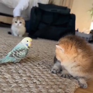 40K views · 507 reactions | Rumble on Reels | Facebook