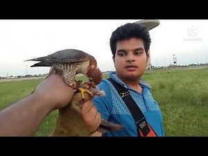 hunting with redheaded merlin || lure training || falconry art of kings