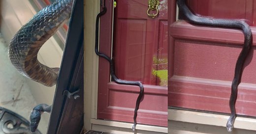 6.4K views · 33 reactions | A Midlothian man was greeted by a large...