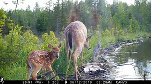 Some neat footage from a couple weeks ago! Deer fawns quickly learn how to navigate their environment, in no small part, due to the guidance of their mothers. In northern Minnesota, research suggests that fawns born to older mothers have higher survival rates than those born to younger mothers. Older does generally give birth to larger fawns, meaning fawns are in better physical condition from the outset. And possibly more importantly, older does likely have more time and experience with where a