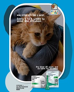 Think your cat needs a bath? 🛁 Most cats only need one every 4-6 weeks to avoid skin irritation—unless they’re hairless (those cuties need extra baths because of oily skin)! 😺 P.S. Apply Frontline Plus after their bath, make sure they’re dry, and wait 48 hours before the next splash session. 🐾 Frontline Plus for Cats is available online and now in convenient single pippets. Get yours today! LAZADA: https://bit.ly/FHOfficialLazada SHOPEE: https://bit.ly/FHOfficialShopee #WithFrontline #FHFrenA