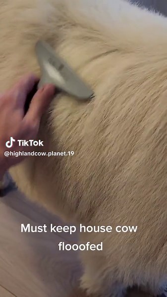 Adorable Mini Fluffy Cows Compilation