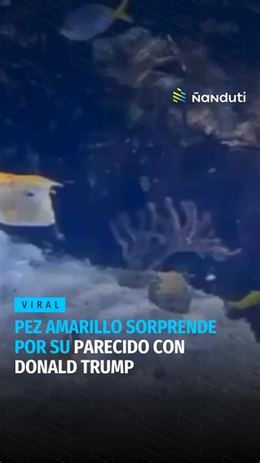 #Viral | Pez amarillo sorprende por su parecido con Donald Trump 🐟😅 👀Un video que circula en redes sociales muestra a un pez amarillo que, con su apariencia, desató todo tipo de comparaciones con el presidente de Estados Unidos, Donald Trump. #Ñanduti | Radio Ñanduti Digital AM