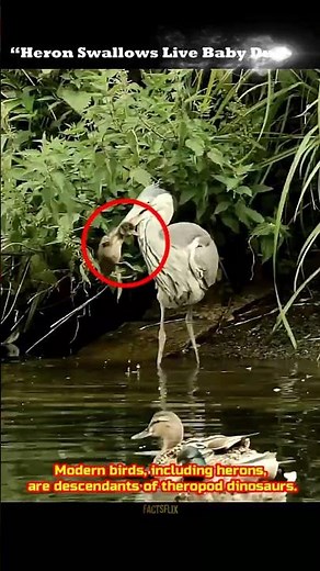 “Heron Swallows Live Baby Duck! | Incredible Hunting Moment #wildlifefacts #animalfacts