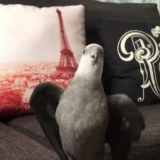 Rare footage of bald eagle screaming