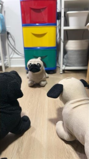 Pug battle