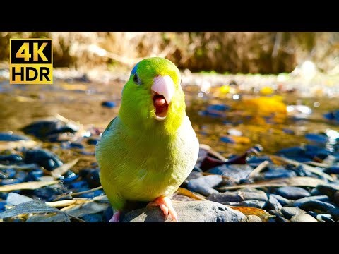 Excited Parrotlet Chirping & Nature Stream Sounds (1 Hour 4K)