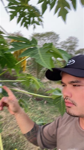 តែងសេចក្តីអំពីល្ហុង😂🤌