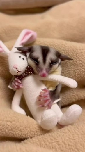 Funny Talking Sugar Glider Gets Angry Over Doll