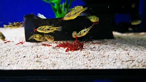 26 reactions · 3 comments | Open until 5pm today for all your ESSENTIAL fishy needs. Some gorgeous dwarf pea puffers in stock just now, love there characters and how silly they are fighting over 1 bloodworm when there's loads to go round.  | Riverside Aquaria | Facebook