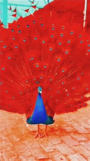 Top Most Adorable Red Peacocks🦚#peacock #viral #shorts