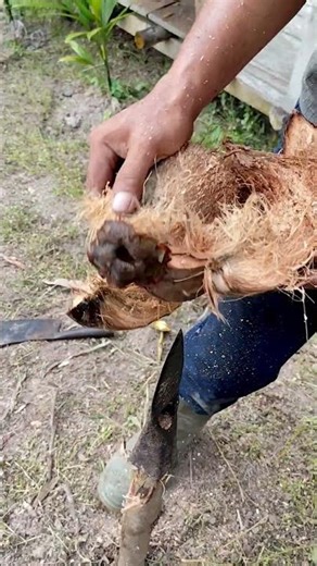 A simple way to peel a coconut