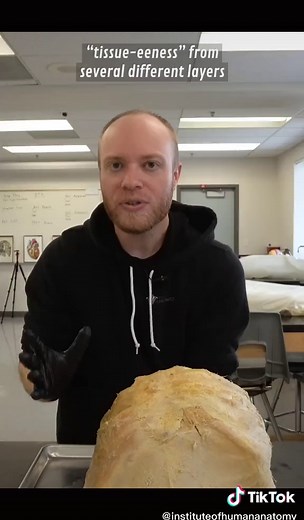 Exploring the Anatomy of the Scrotum: A Detailed Educational Guide