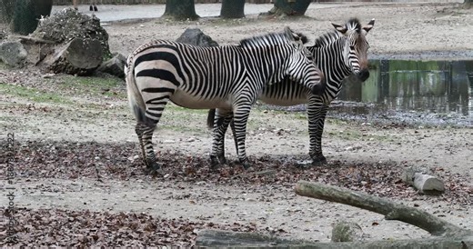 The Hartmann's mountain zebra, Equus zebra hartmannae is a subspecies of the mountain zebra found in far south-western Angola and western Namibia.