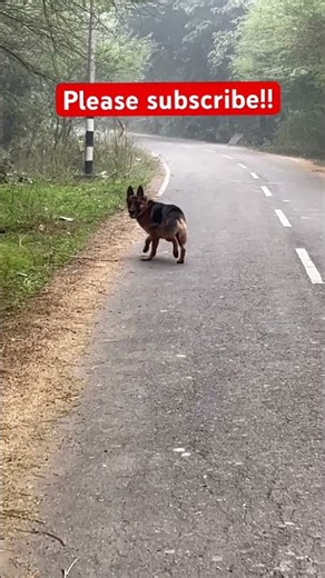 Simba running 🐶 #animals #germanshepheard #gsds #pets #cute #simmba #germanshepherd
