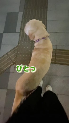 お尻はくっつけておきたい大型犬が可愛い#labrador #大型犬のいる生活 #チャンネル登録お願いします