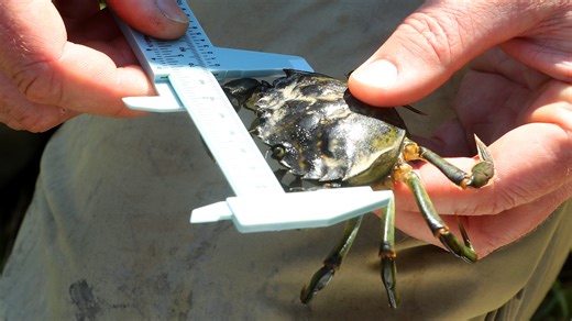 No end in sight for Washington’s battle against invasive green crabs
