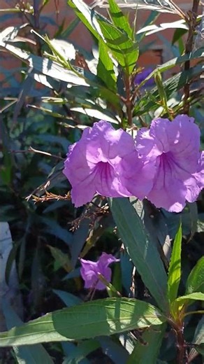 Ruellia simplex