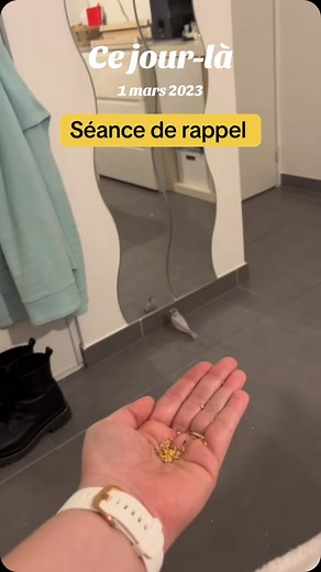 Apprentissage pour le rappel 🫣😮 Faut de la patience 😀 Mais après ça devient un automatisme 👍 #oiseaux #birds #padda #animauxdecompagnie | Paddas de java apprivoisés