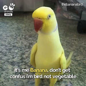 This bird won't stop talking. . . 🦜😘 The Banana Bird | Furry Tails