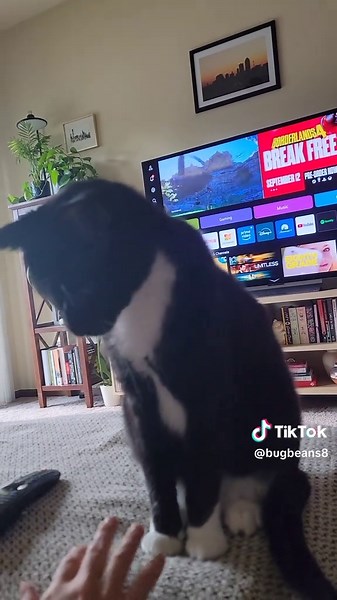 Free Drama Instead of Netflix: Cat Adventures Await!